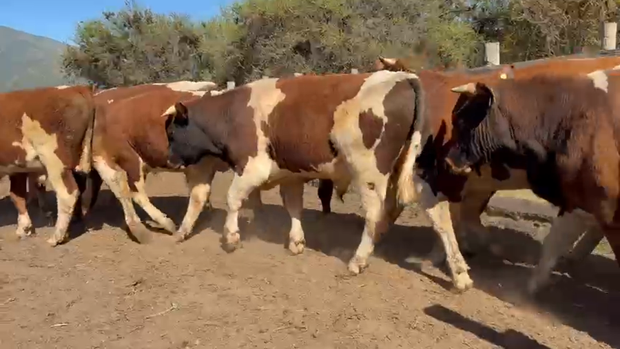Lote 29 Ternero