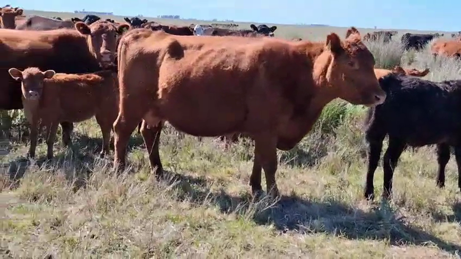 Lote 70 Terneros A TÉRMINO en Carlos Tejedor