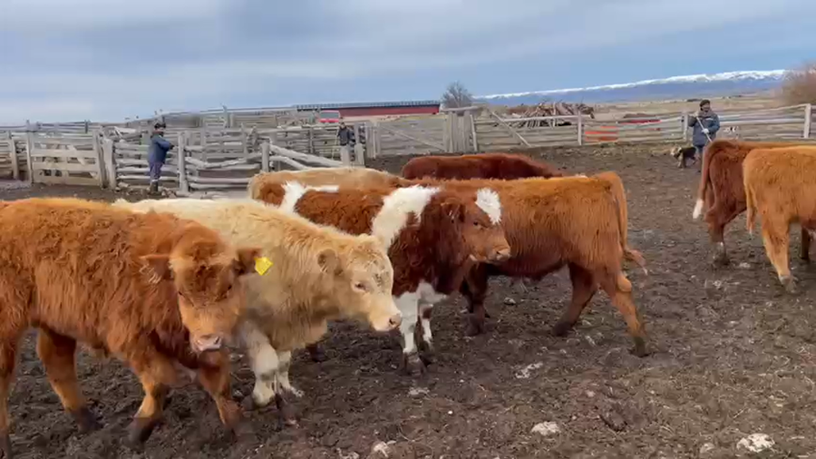 Lote 48 Ternero en Coyhaique, XI Región Aysén