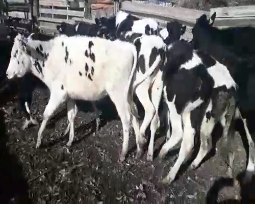 Lote 10 Terneras HOLANDO a remate en Pantalla Camy 160 - 180kg - , San José