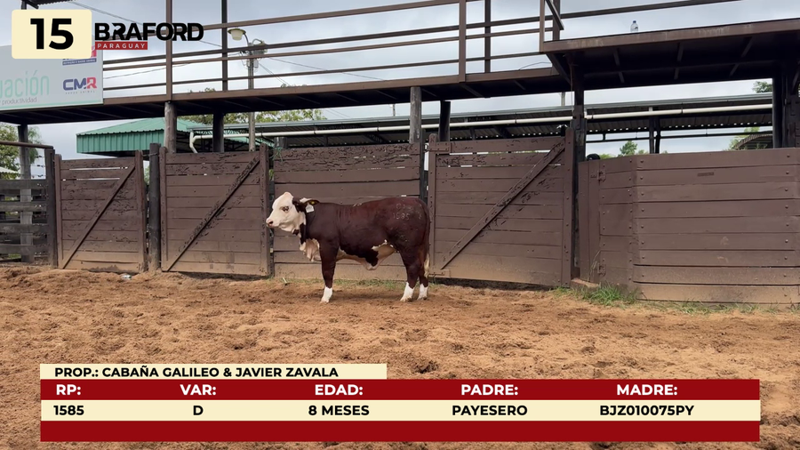 Lote LOTE 15
