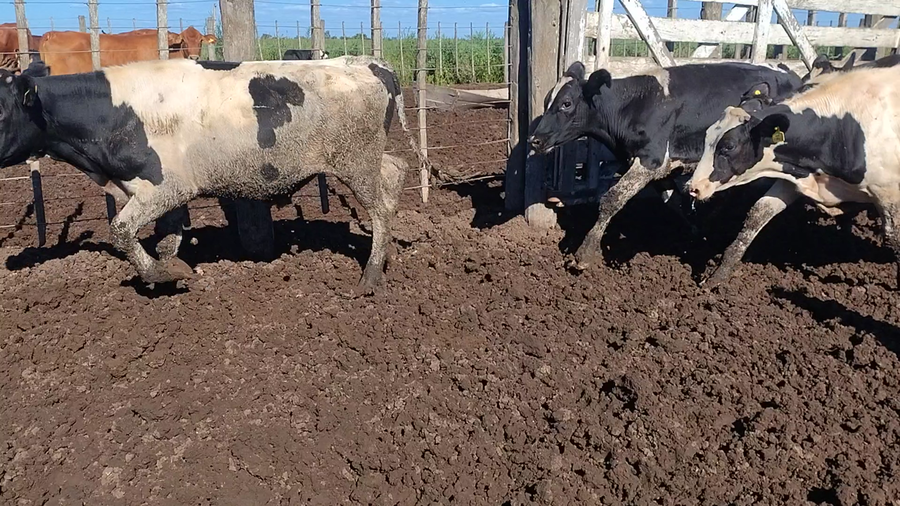 Lote 80 Novillitos Holando Argentino en Col. San Bartolomé, Córdoba