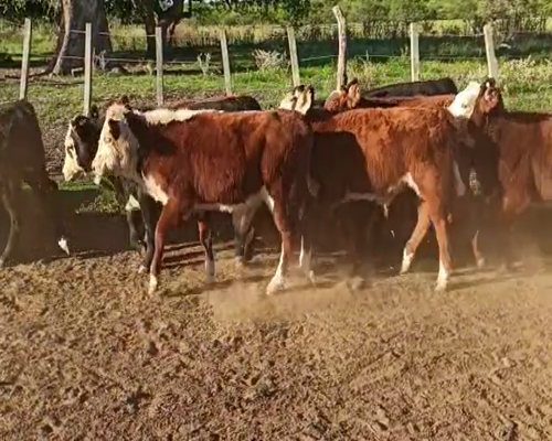 Lote 70 Terneros/as en Entre Ríos, San Salvador