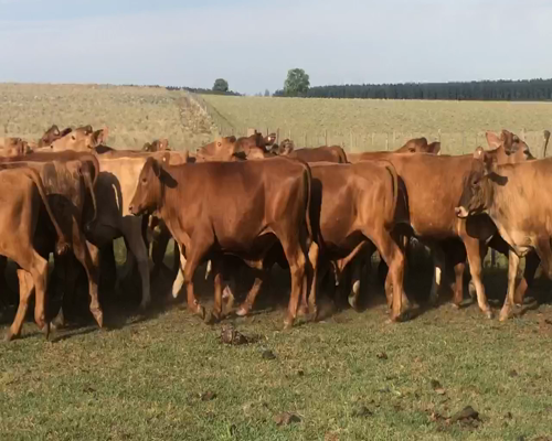 Lote 50 Novillitos en San Carlos, Corrientes