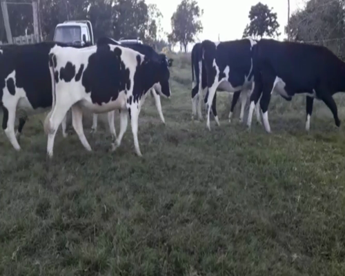 Lote Vaquillonas Preñadas