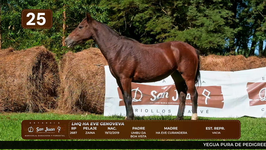 Lote LOTE 25