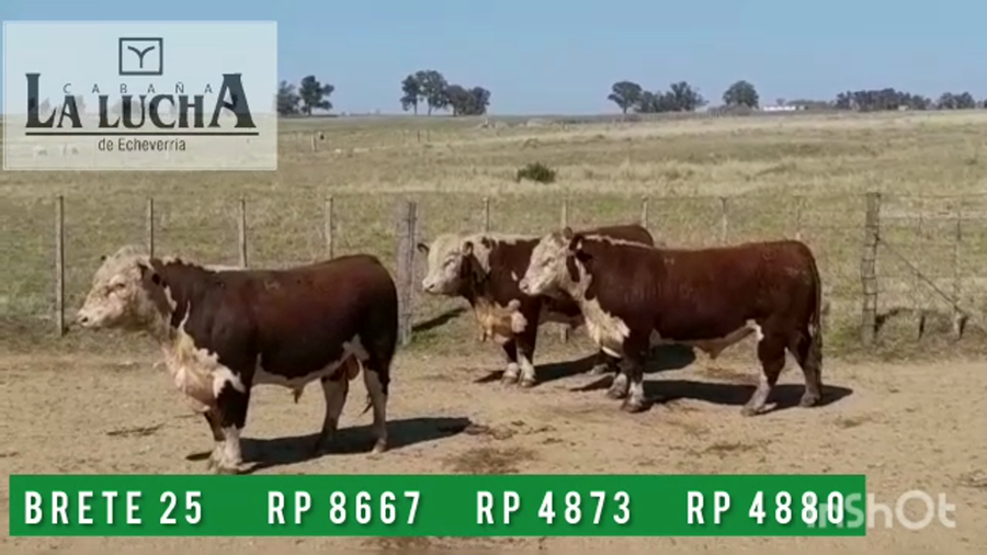 Lote TOROS POLLED HEREFORD PO