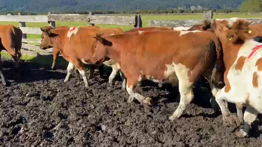 Lote 50 Novillo Engorda en Río Bueno, XIV Región Los Ríos