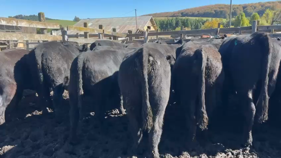Lote 40 Novillo Engorda en Coyhaique, XI Región Aysén