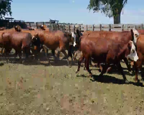 Lote 100 Novillos en Berón de Astrada, Corrientes