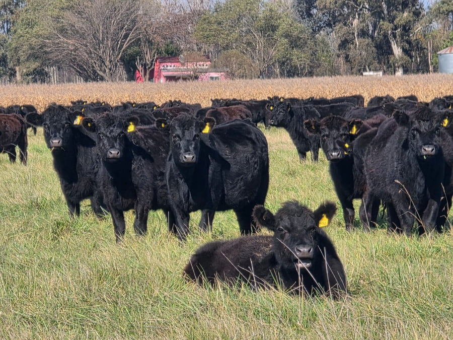 Lote 400 Vaquillonas preñadas a término en Buenos Aires, Gral. Alvear