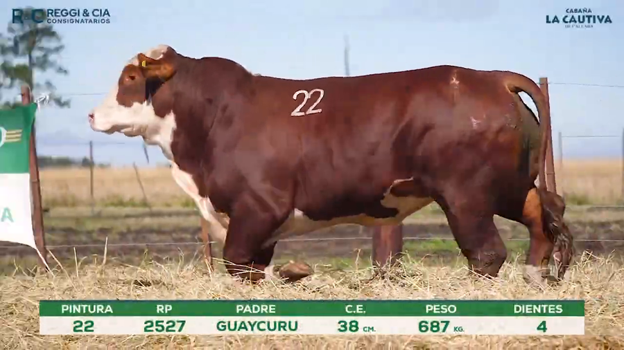 Lote Toros Braford controlados