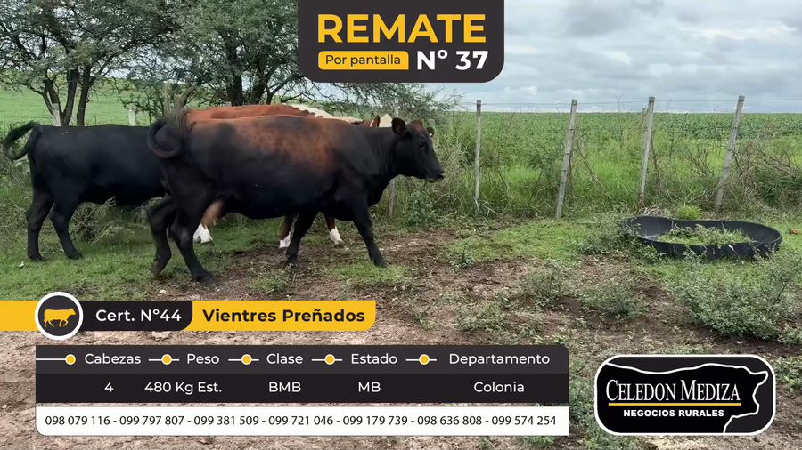 Lote 4 Vientres Preñados en Colonia