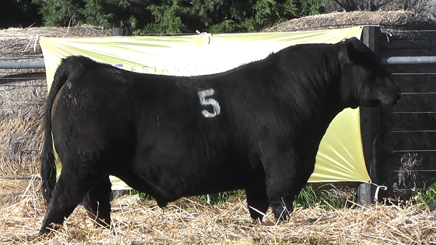 Lote TOROS ANGUS PURO CONTROLADO