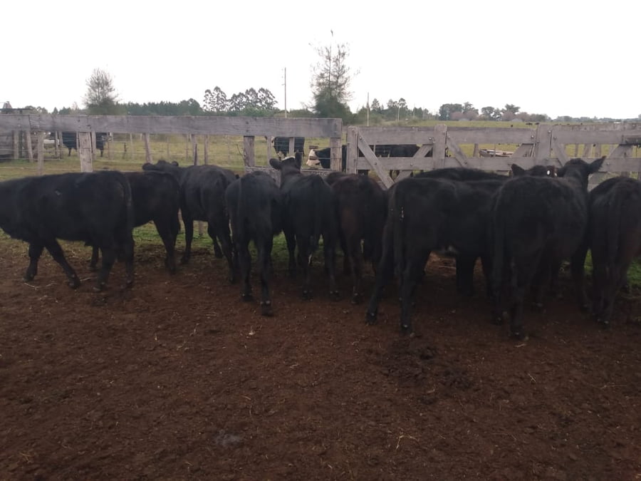 Lote SAENZ VALIENTE, BULLRICH Y Cia. S.A.