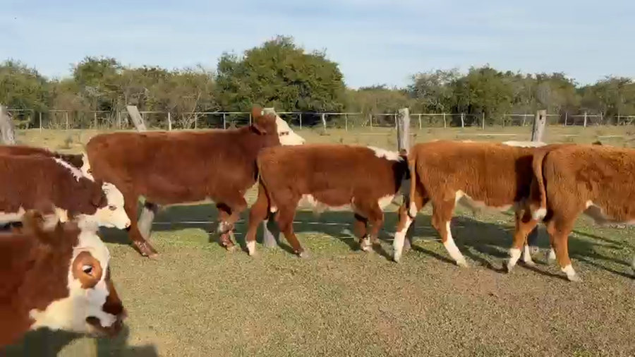 Lote 40 Terneros en Corrientes, Curuzu Cuatia