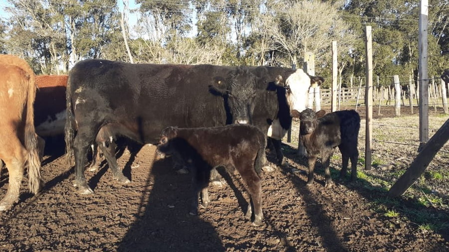 Lote 58 Vacas en Tandil, Buenos Aires