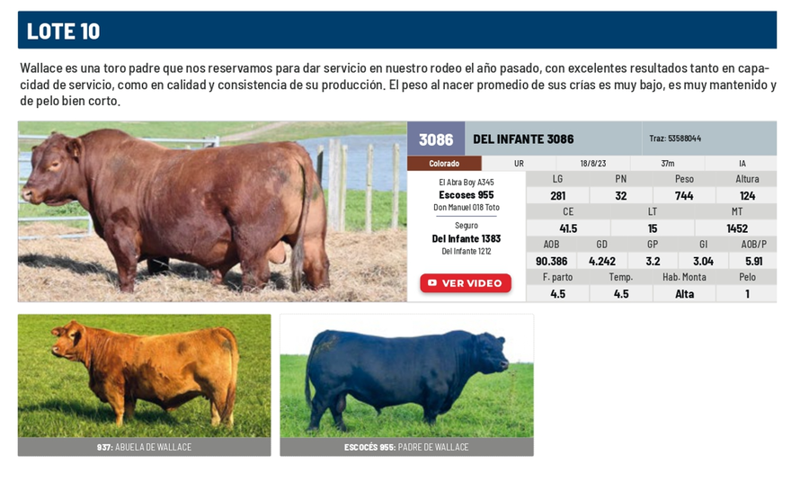 Lote Lote 10