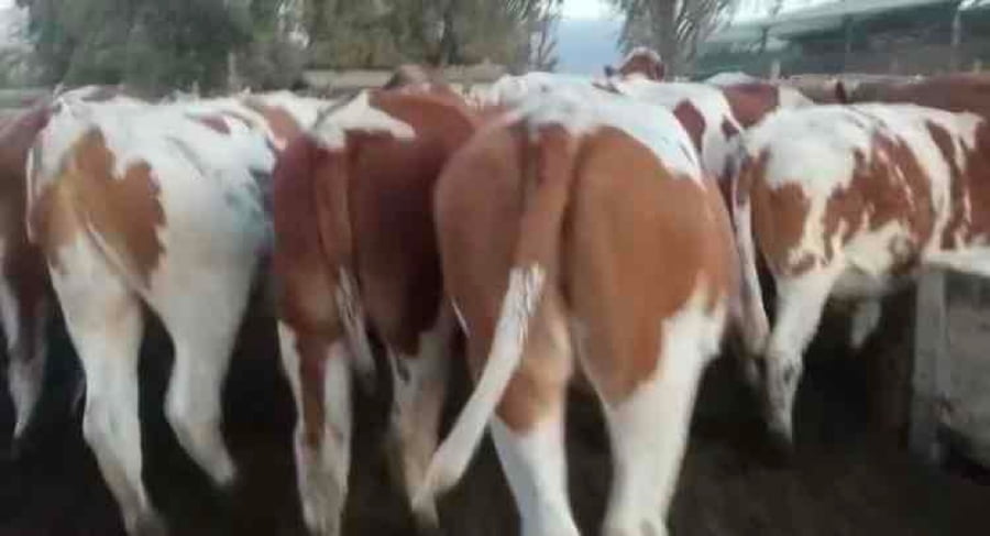 Lote 21 Novillo Engorda en Pirque, Región Metropolitana