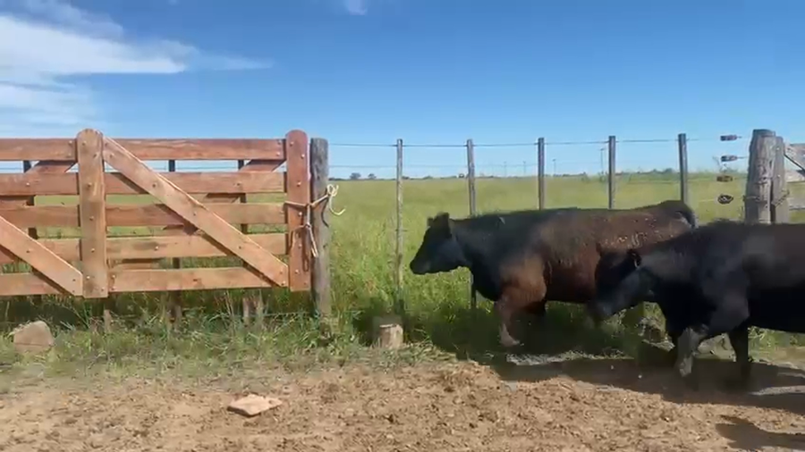 Lote 14 Vaquillonas Pesadas