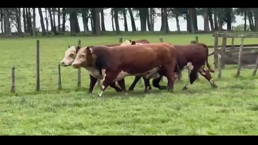 Lote La Restauracion