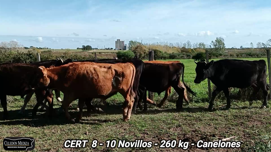 Lote 10 Novillos 1 a 2 años en Juanicó, Canelones