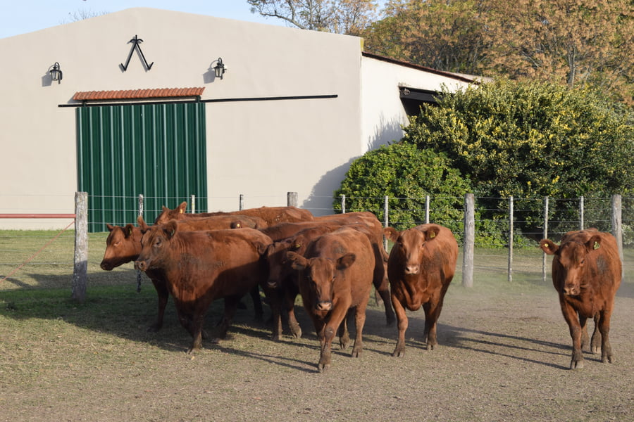 Lote CABAÑA “COEMBOTÁ” de Calderón Vientres Generales Coloradas Preñadas