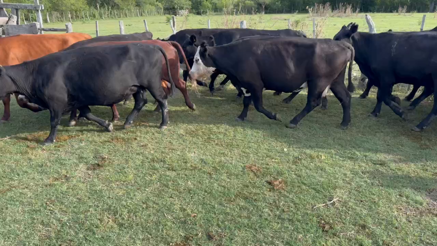 Lote 35 Vacas de invernar en Durazno, Entre Ríos