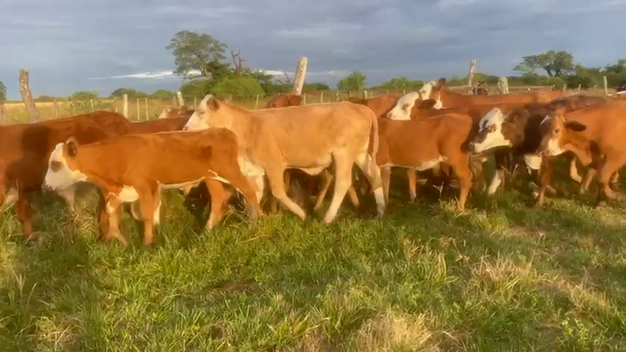 Lote 50 Terneros/as
