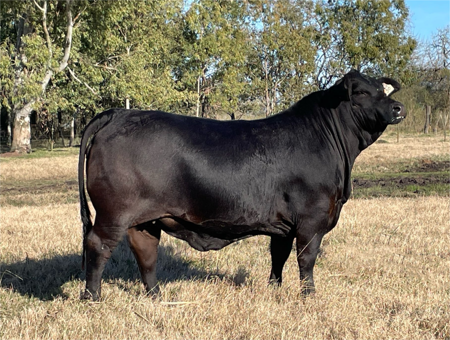 Lote SR 507-CERRO NEGRO