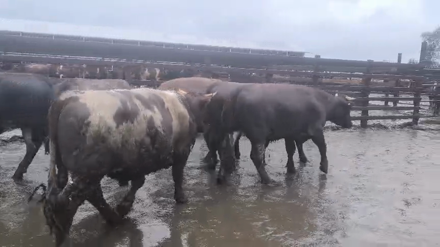 Lote 20 Novillo Gordo en Los Ángeles, VIII Región Biobío