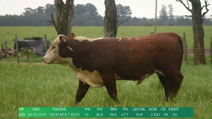 Lote Toros POLLED HEREFORD a remate en 4º  Remate  Anual Cabaña El Treból en Liga de Trabajo de Guichón