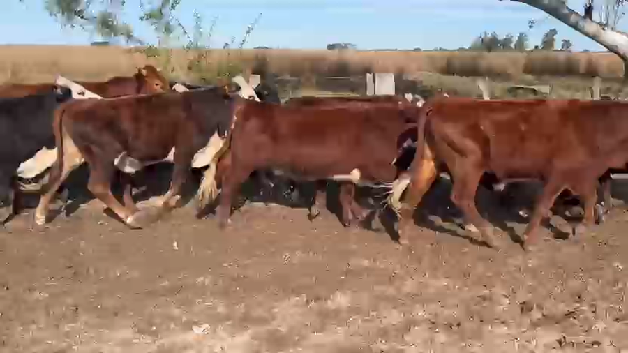 Lote 78 Novillitos