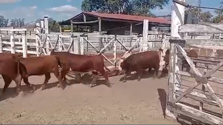 Lote 100 Terneros en San Francisco, Córdoba