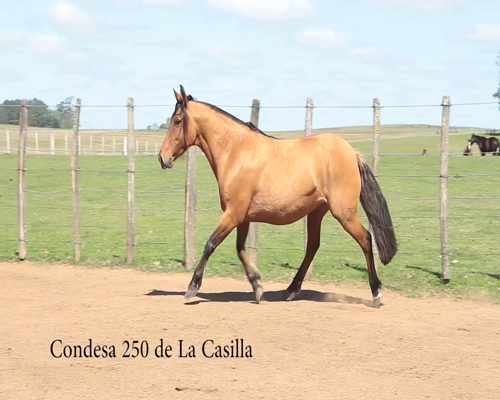 Lote CONDESA 250 DE LA CASILLA
