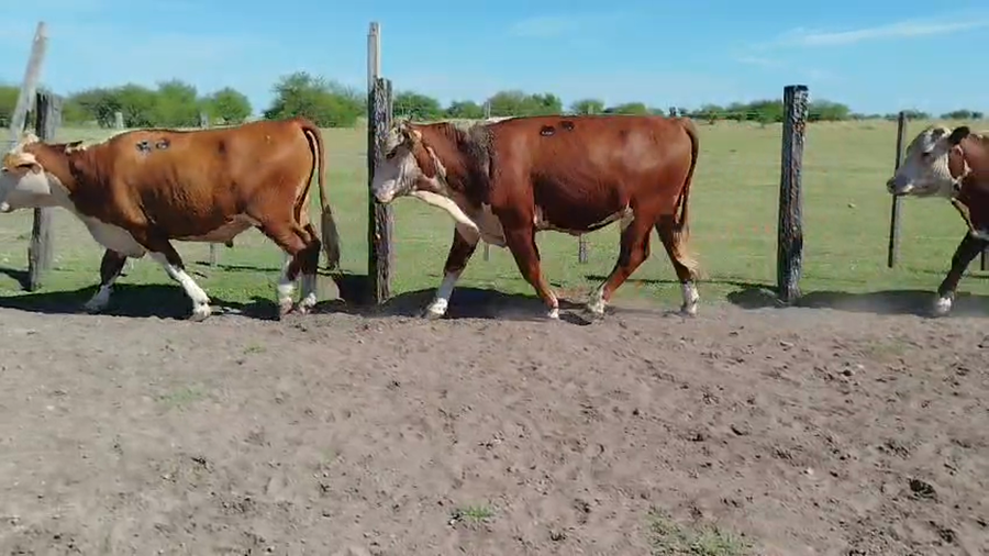 Lote 35 Novillos en Corrientes, Curuzu Cuatia