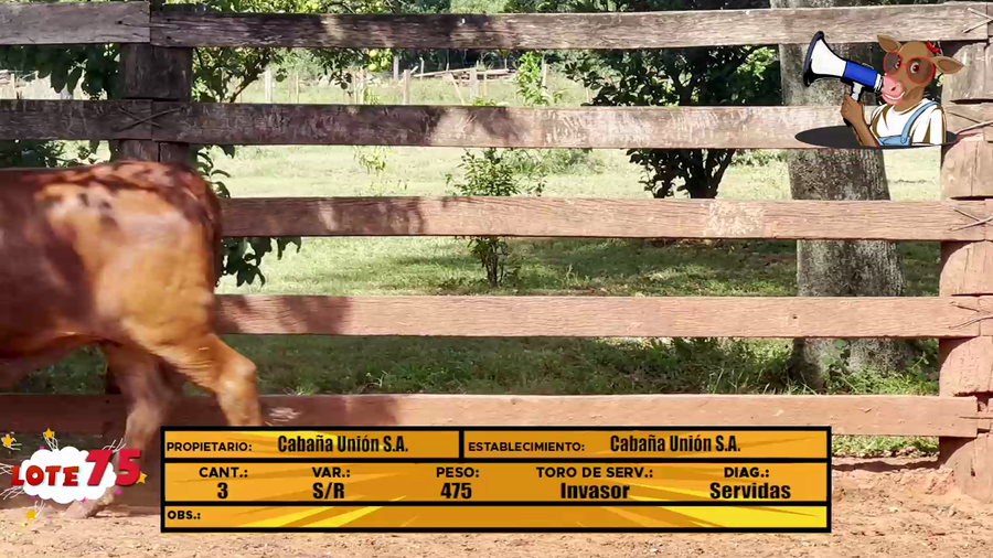 Lote LOTE 75 - EN VIVO