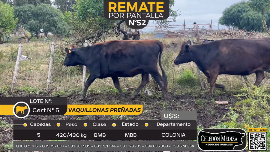 Lote 5 Vaquillonas preñadas en Otra Localidad, Colonia