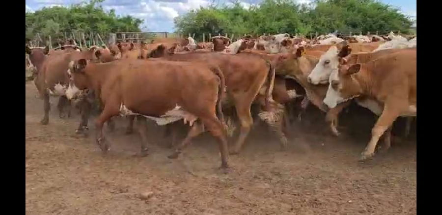Lote 100 Vacas de invernar en Esquina, Corrientes