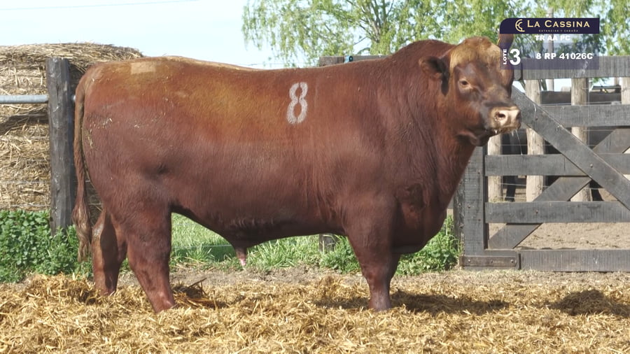 Lote TOROS ANGUS PURO CONTROLADO