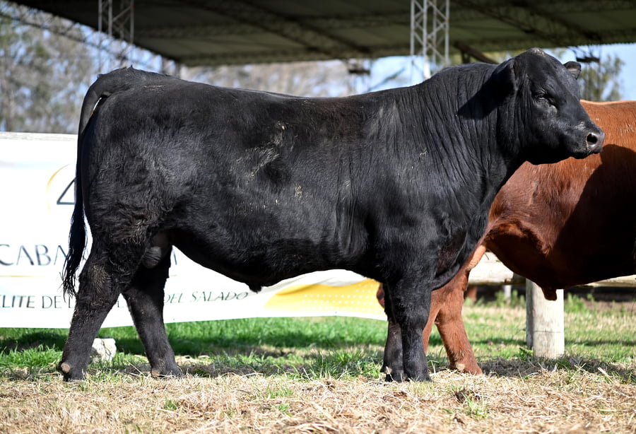 Lote TOROS PUROS DE PEDIGREE
