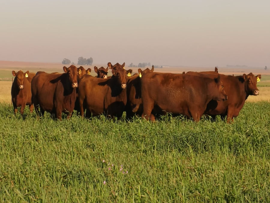 Lote VACAS A. ANGUS COLORADAS P. CONTROLADAS C/ GTIA DE PREÑEZ