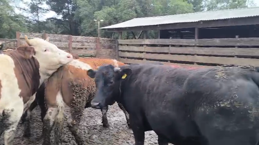 Lote 20 Novillo Gordo en Los Ángeles, VIII Región Biobío