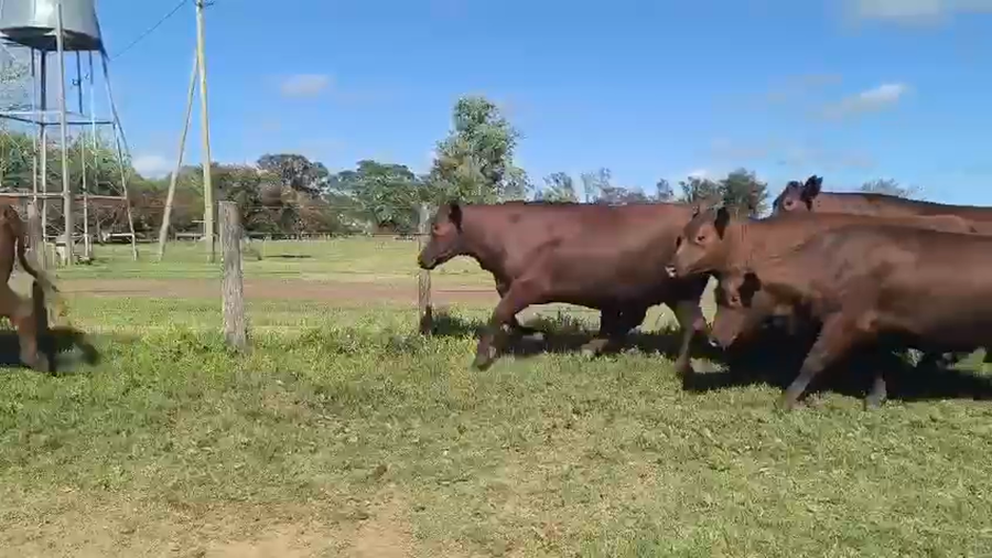 Lote 70 Vaca Exportacion