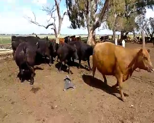 Lote 10 Vacas medio uso en Pehuajó, Buenos Aires
