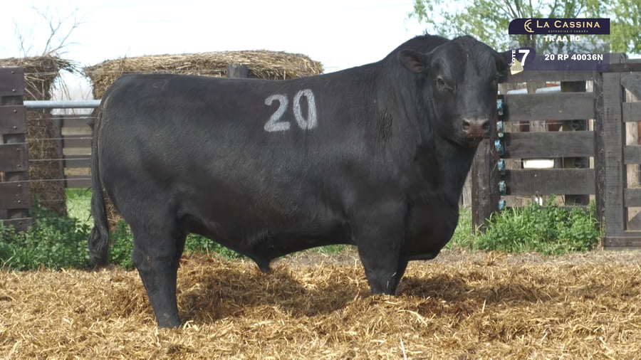 Lote TOROS ANGUS PURO CONTROLADO