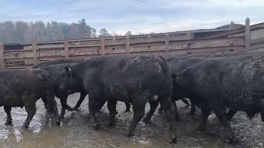 Lote 20 Novillo Gordo en Los Ángeles, VIII Región Biobío