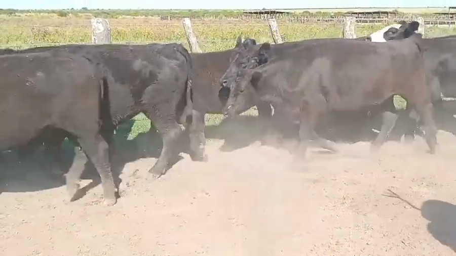 Lote 100 Novillos en Corrientes, Curuzu Cuatia