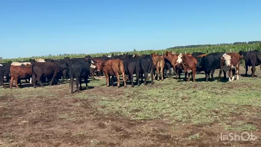 Lote 92 Vacas CON GTIA DE PREÑEZ