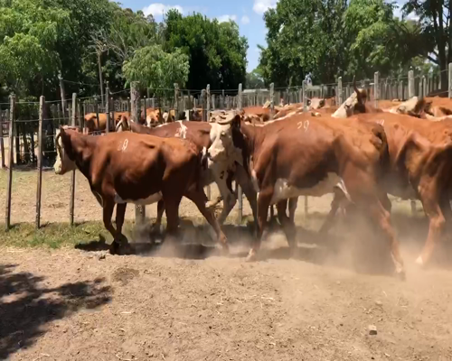 Lote 18 Vacas de Invernada en Nando, Cerro Largo